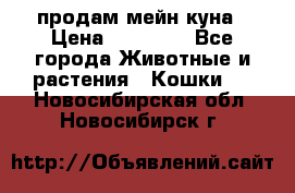 продам мейн куна › Цена ­ 15 000 - Все города Животные и растения » Кошки   . Новосибирская обл.,Новосибирск г.